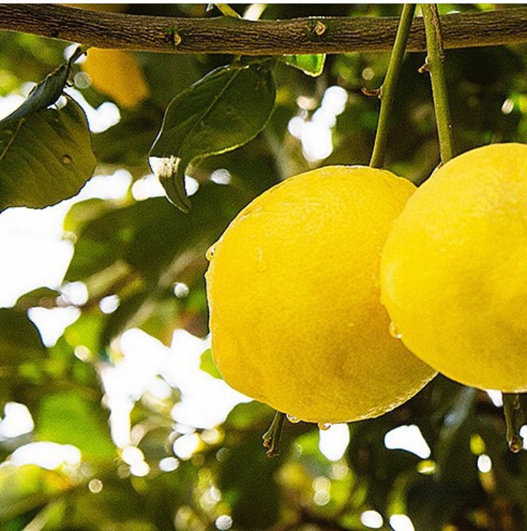 La bergamote de Calabre