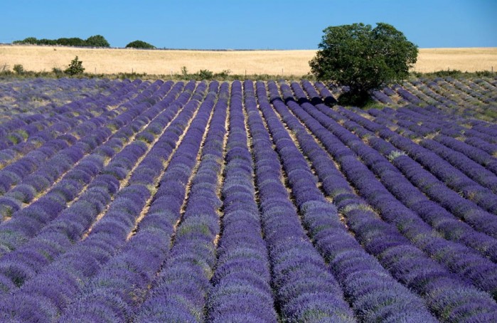 « Petite histoire d&rsquo;une grande matière première: la Lavande »