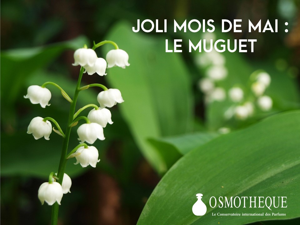 Joli mois de mai : le Muguet