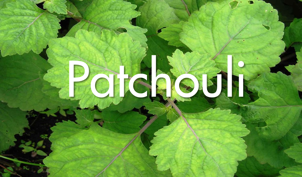 Conférence Olfactive Thématique : « La noblesse méconnue du Patchouli »